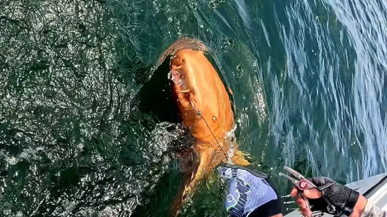 Orange shark shocks fisherman