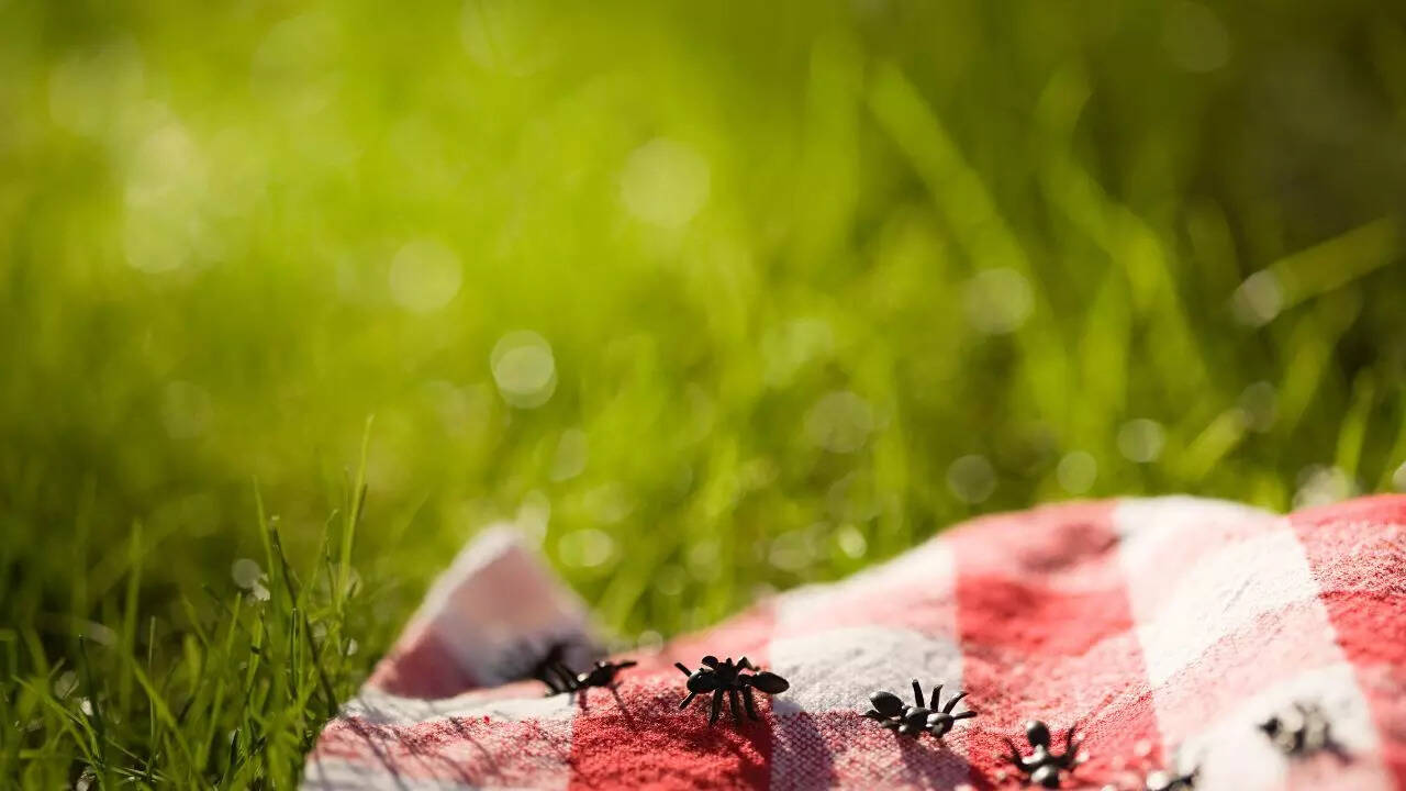 12 common ant species that commonly disturb homes and outdoors
