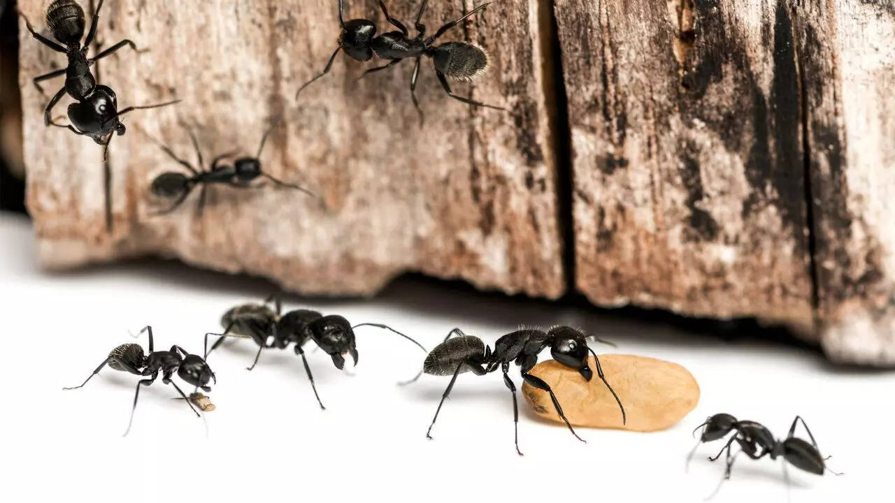 Carpenter Ants
