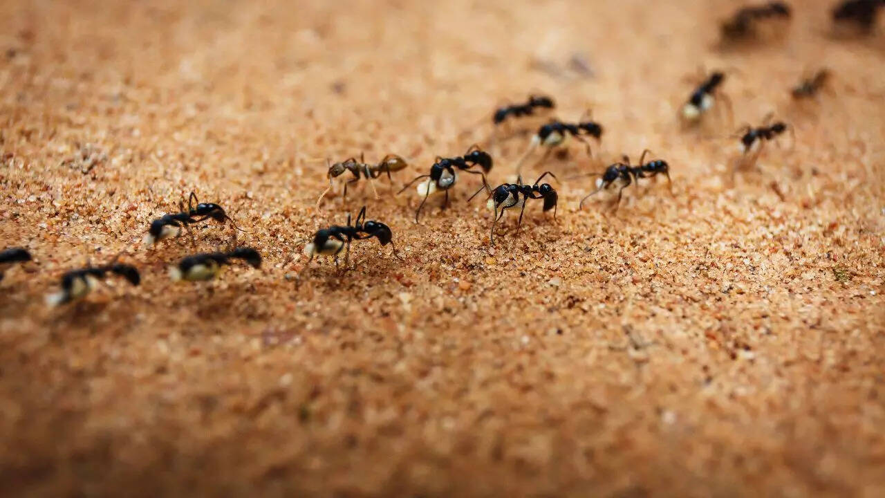 Pavement Ants