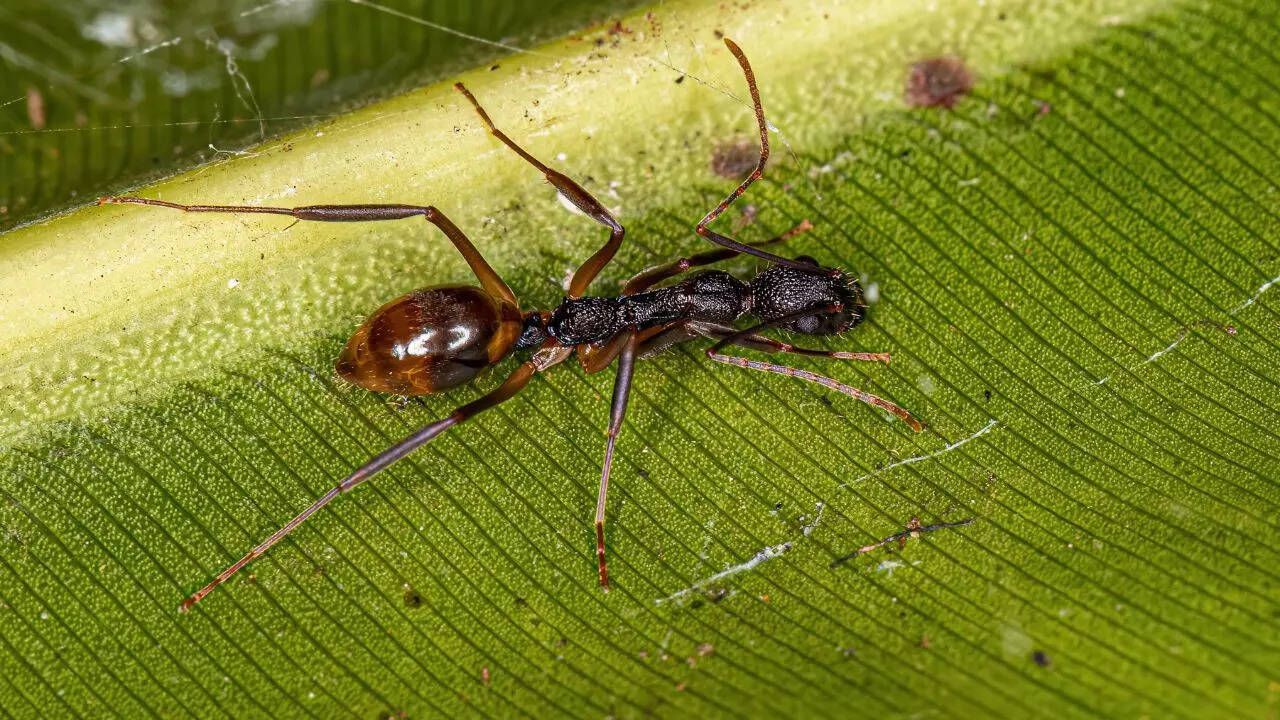 Odorous House Ants
