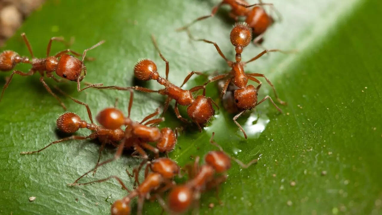 Fire Ants