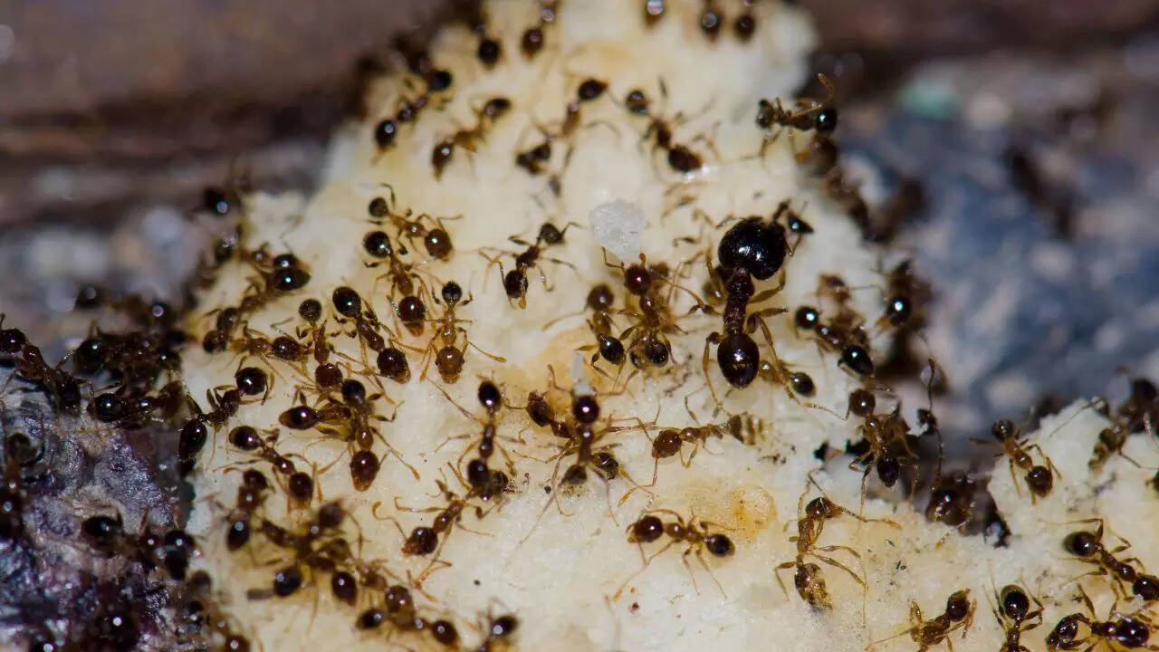 Argentine Ants