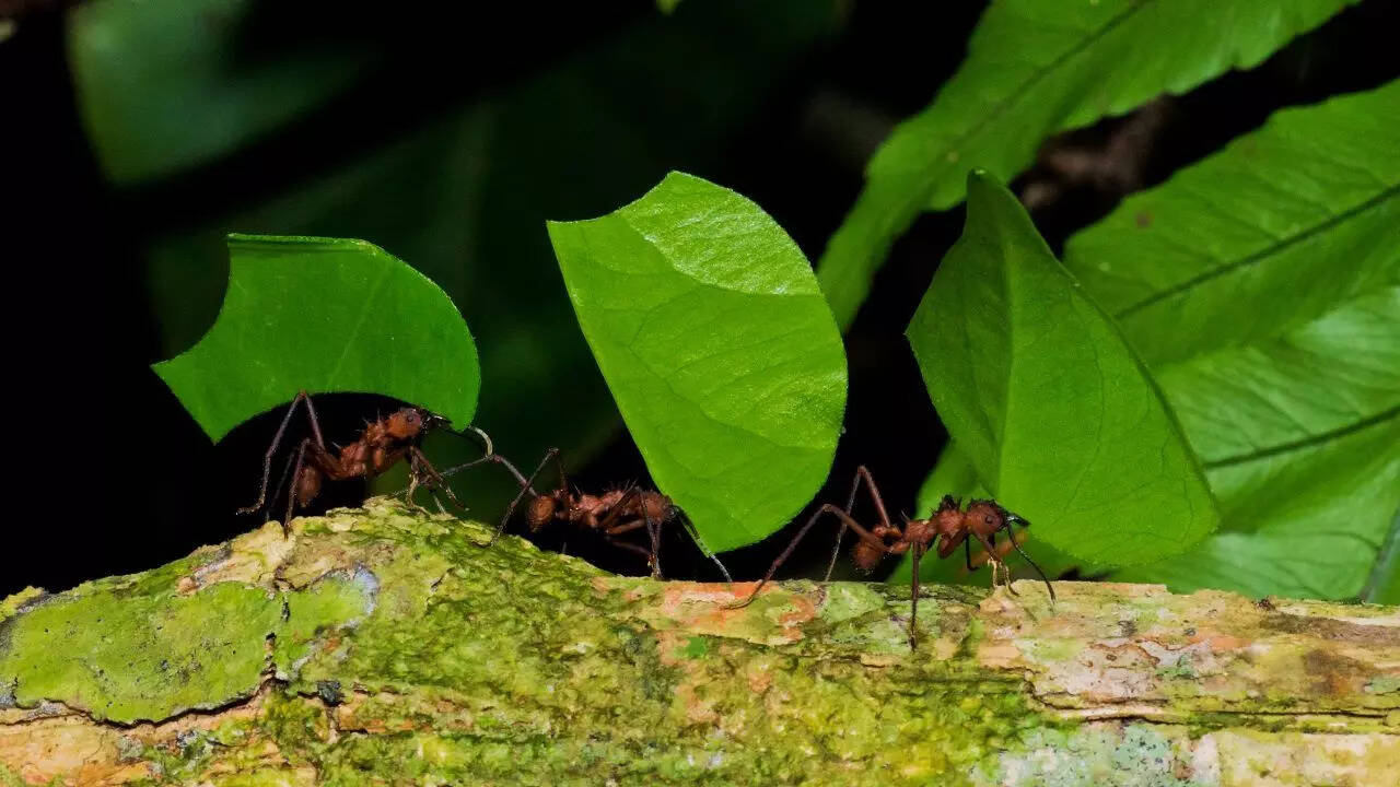 Leaf Cutter Ants