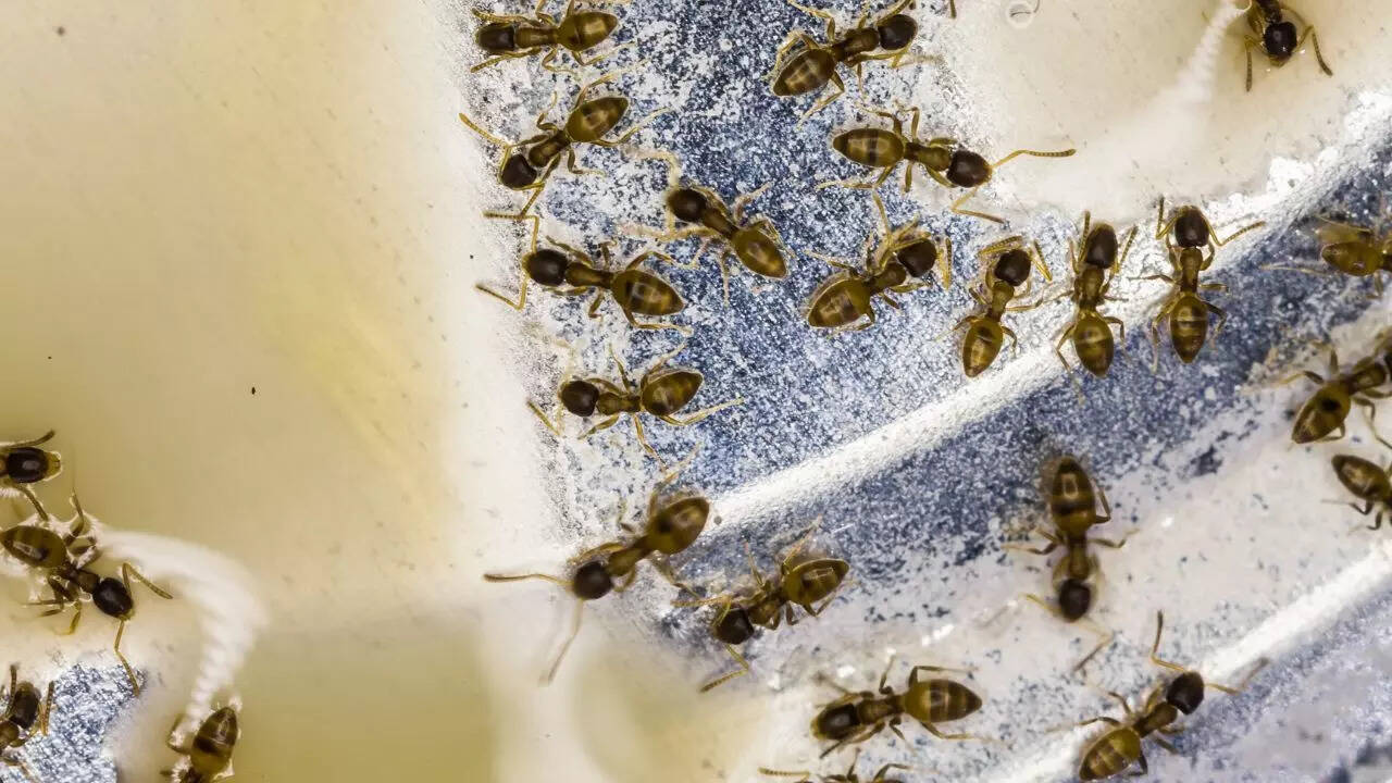 Thief Ants