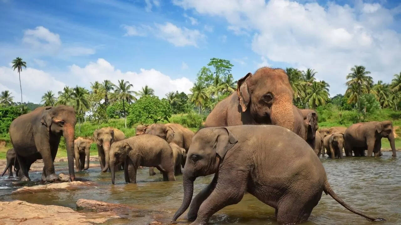 How elephants communicate with gestures with clear intent