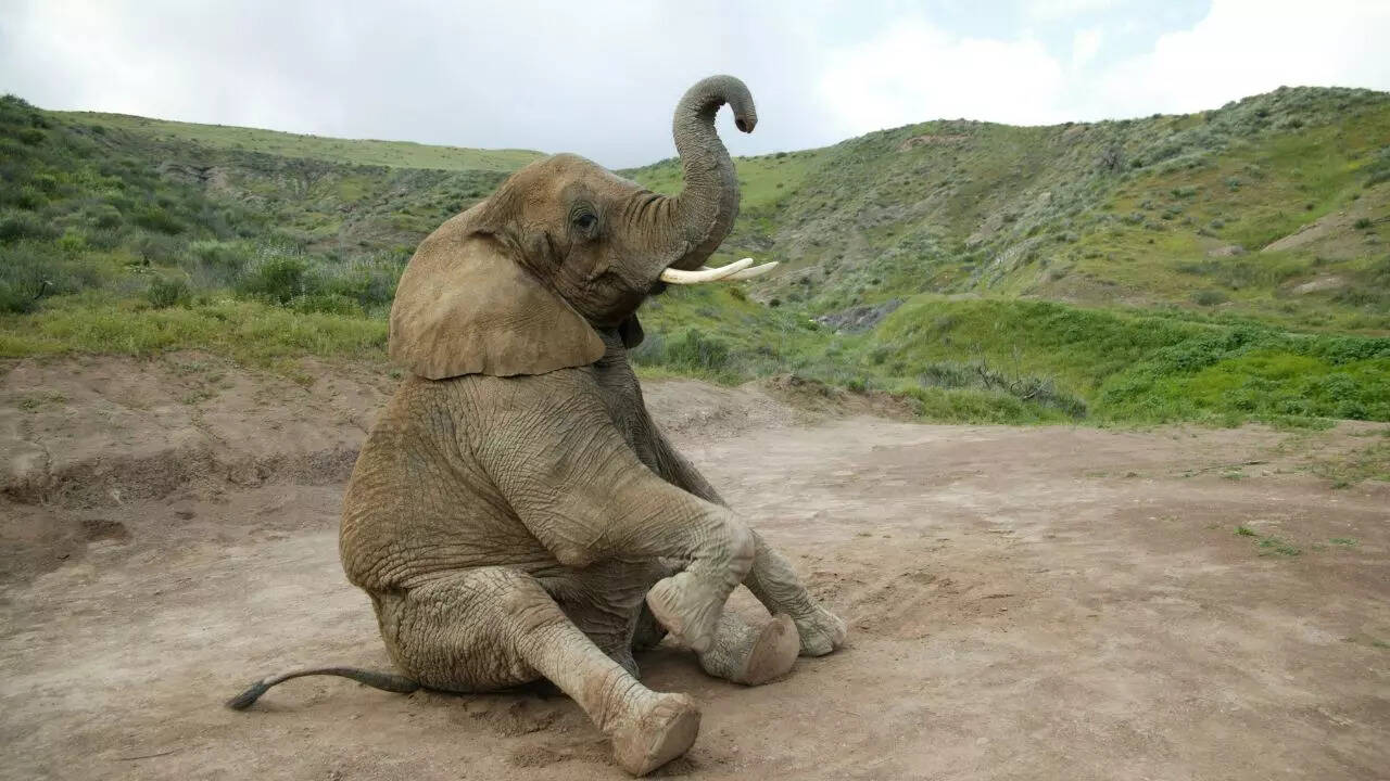 What elephant cognition reveals about how they communicate with gestures