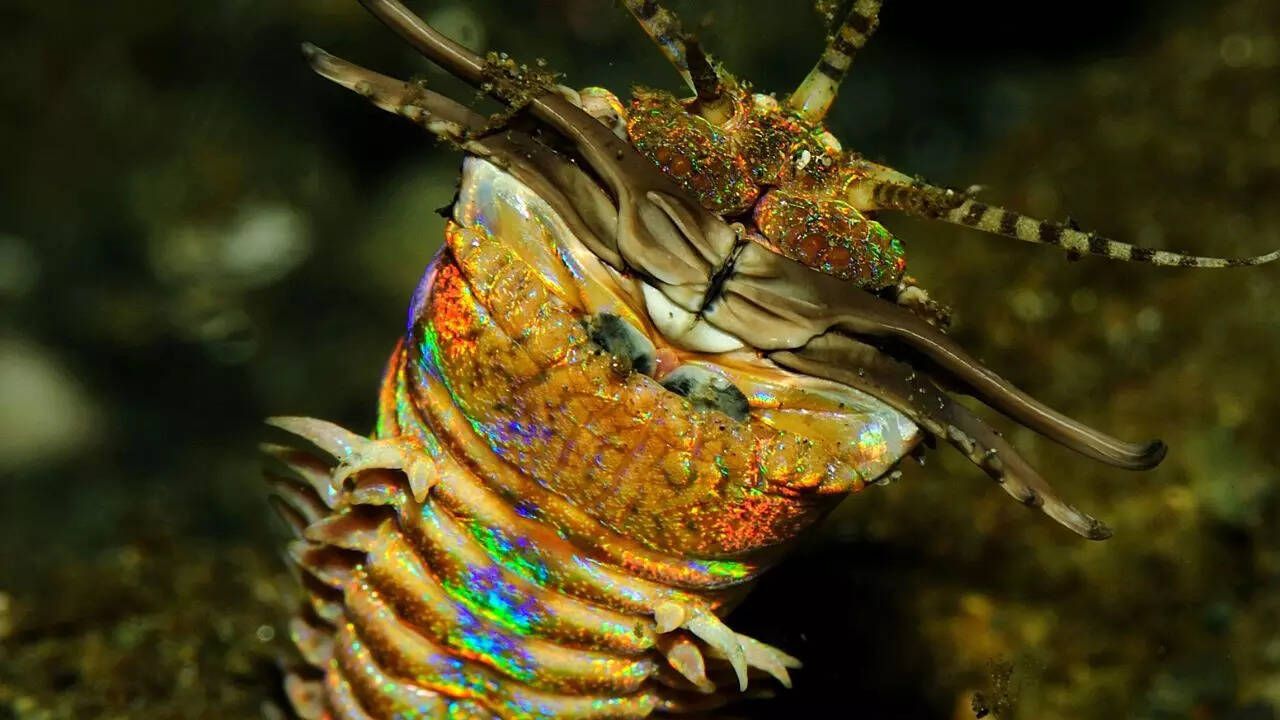 general Bobbit worm