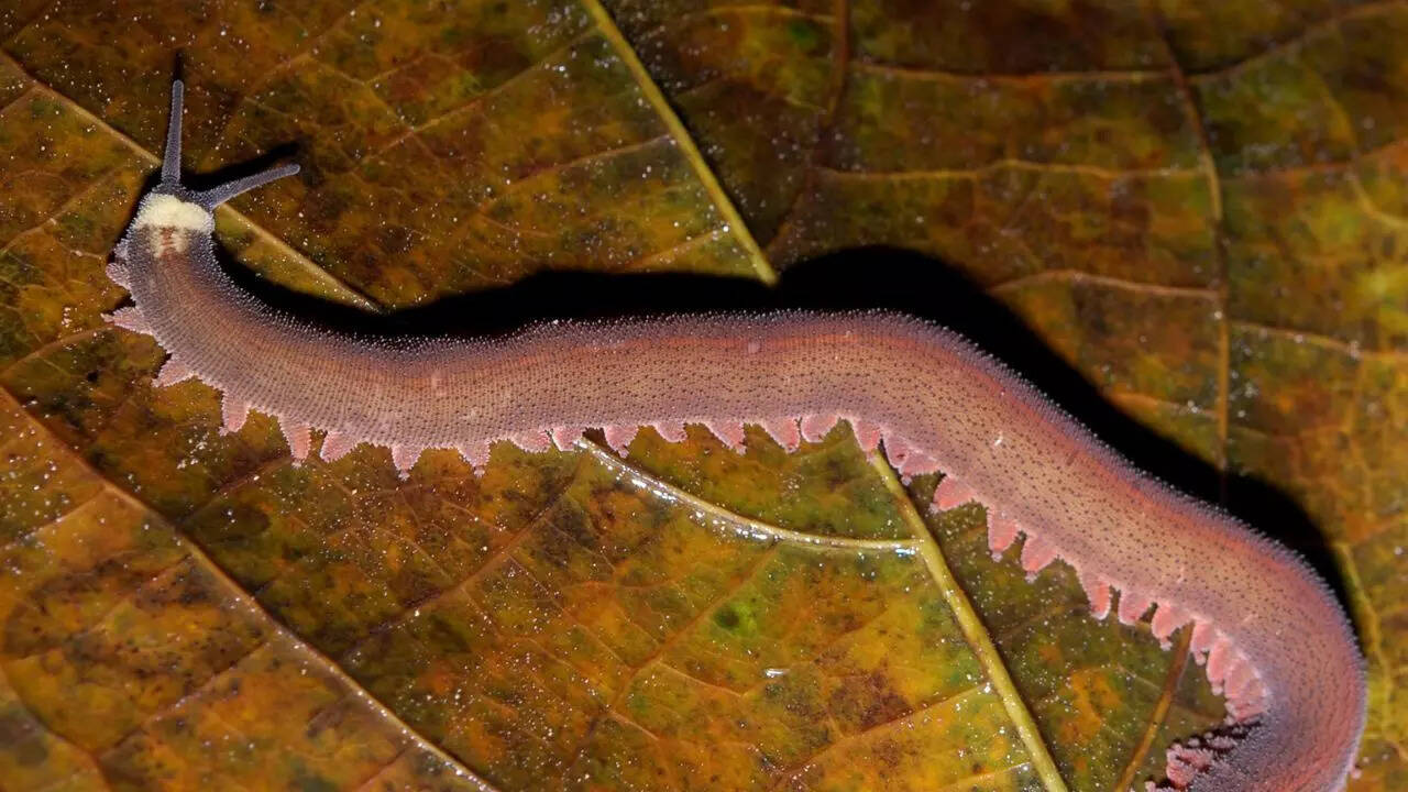 general Velvet worms