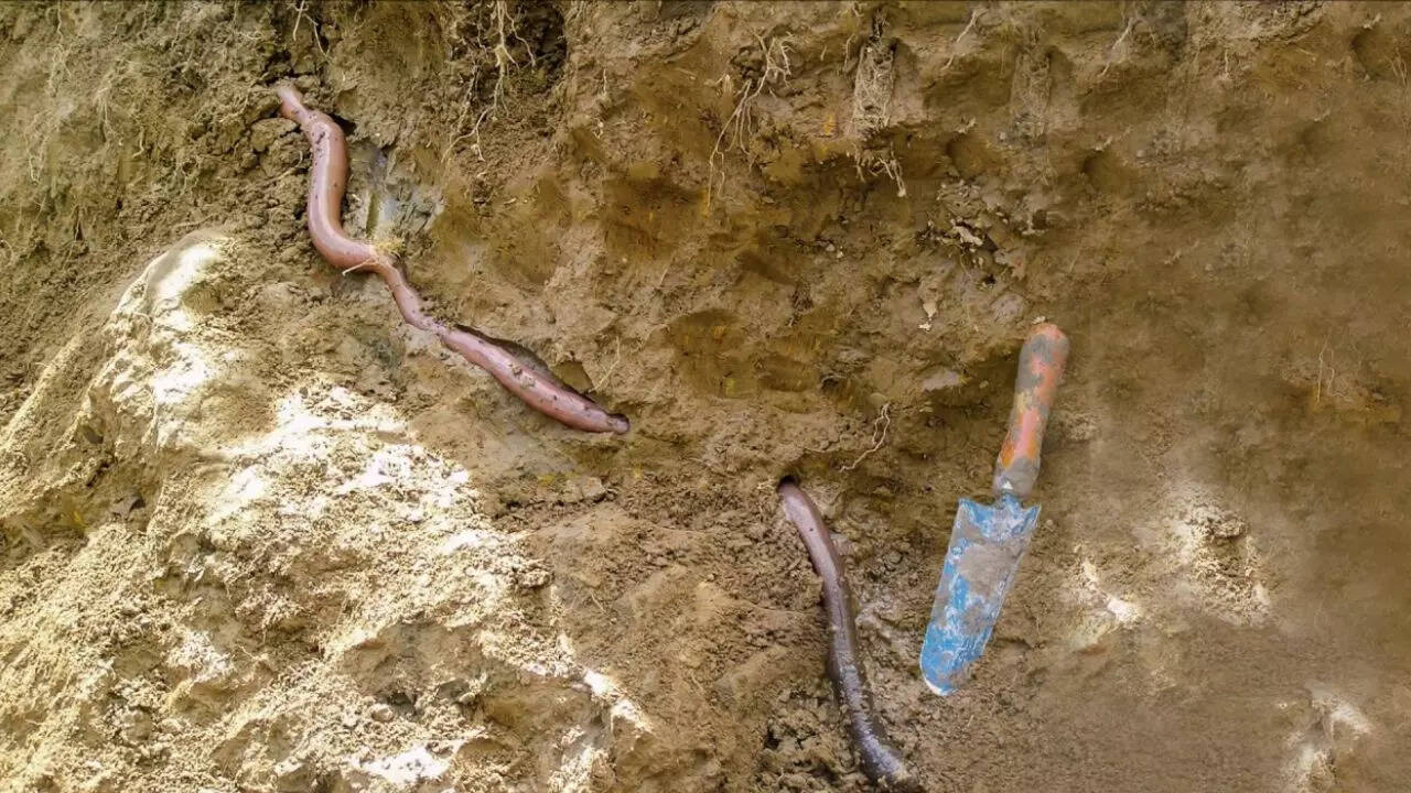 general Giant Gippsland earthworm