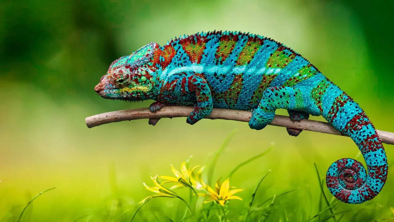 Labord Chameleon