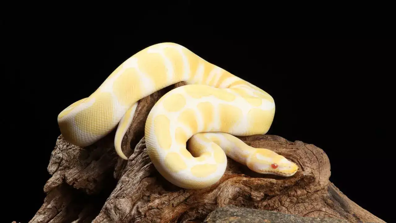 Python