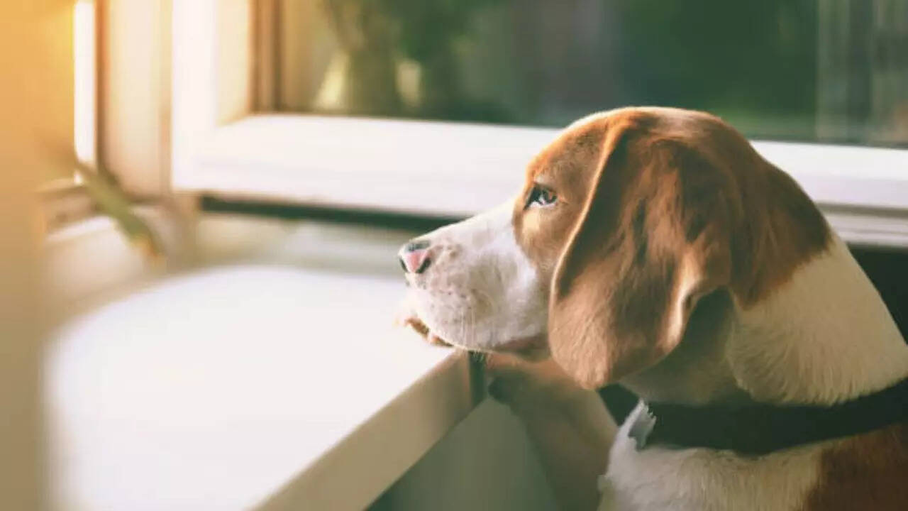 Anxious dog