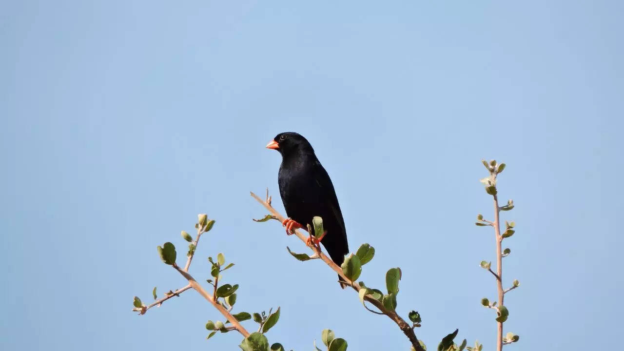 Indigobird