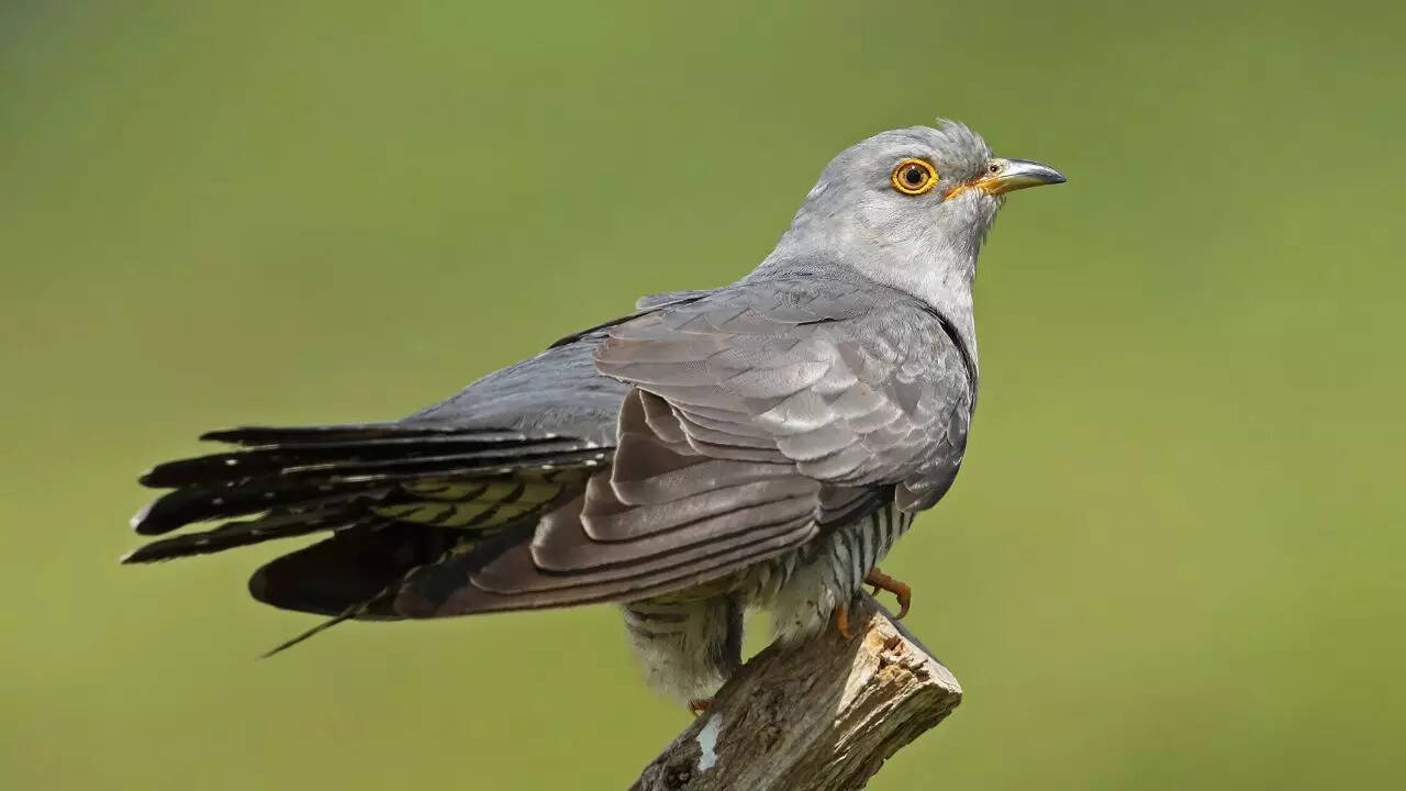 Common Cuckoo