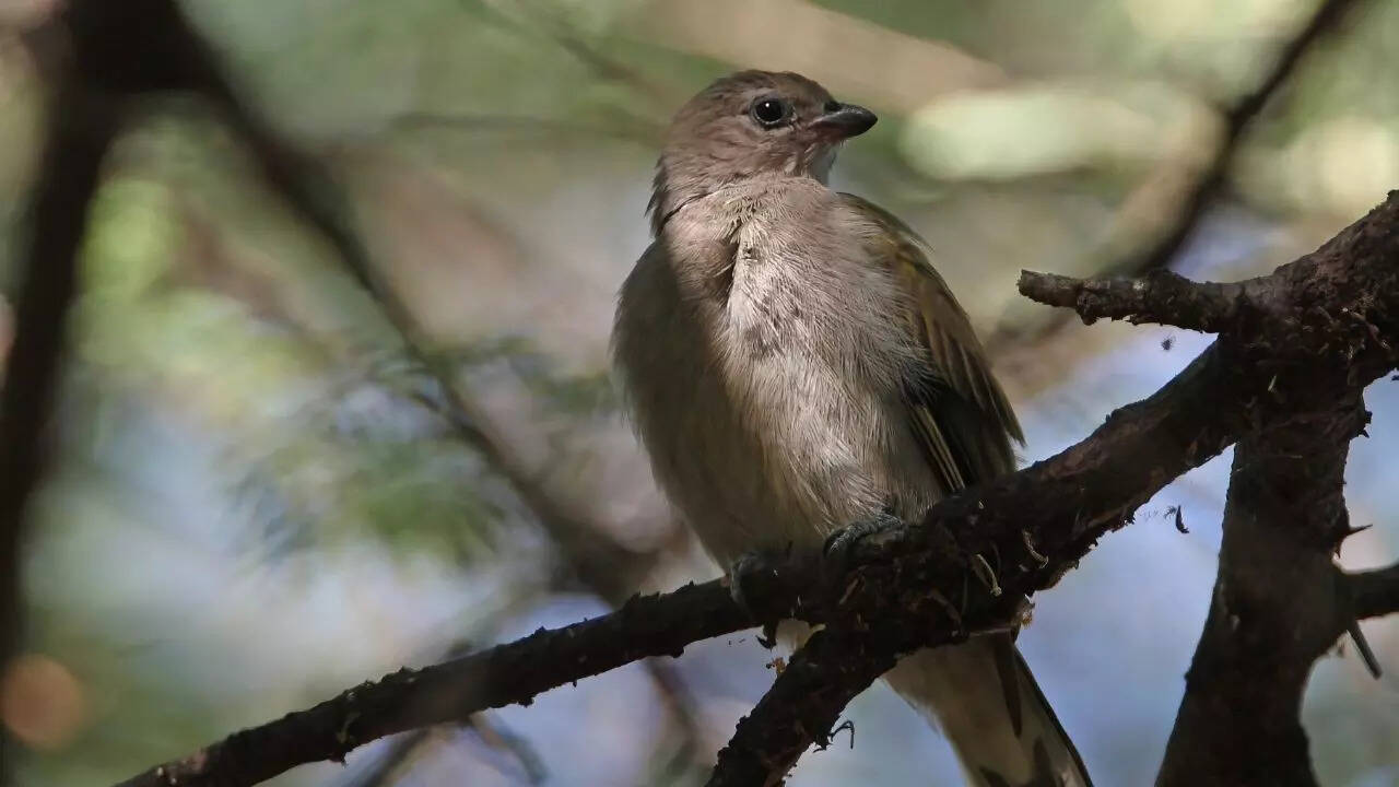 Honeyguide
