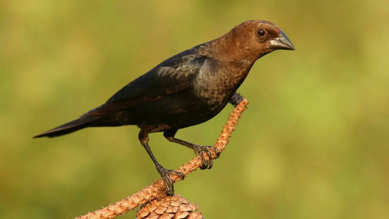 Brown-headed Cowbird