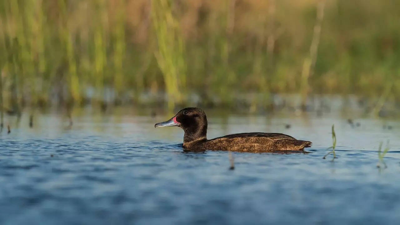 Black-headed Duck