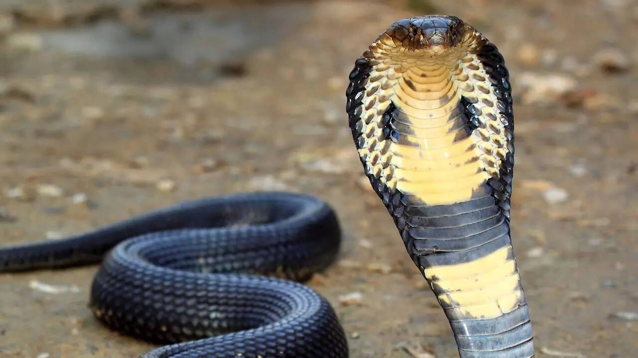 King Cobra: Hood flaring