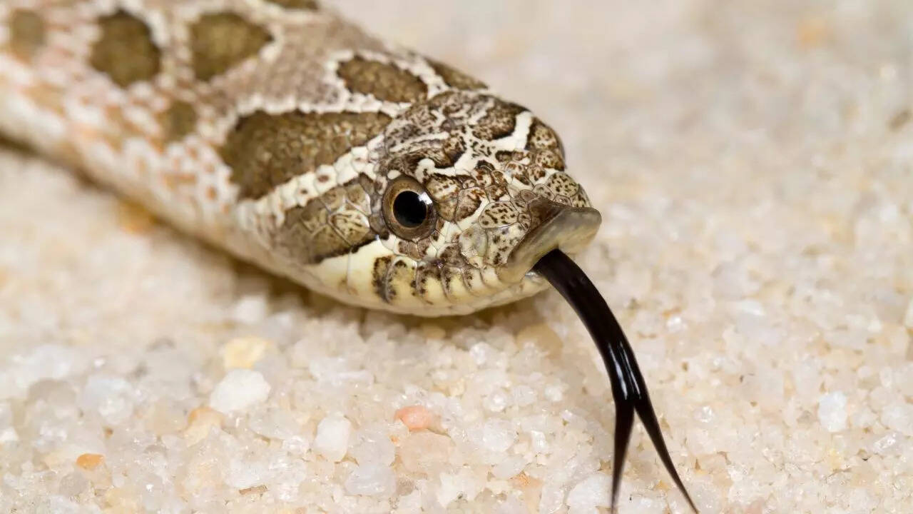 ​​​Hognose Snake: Playing dead