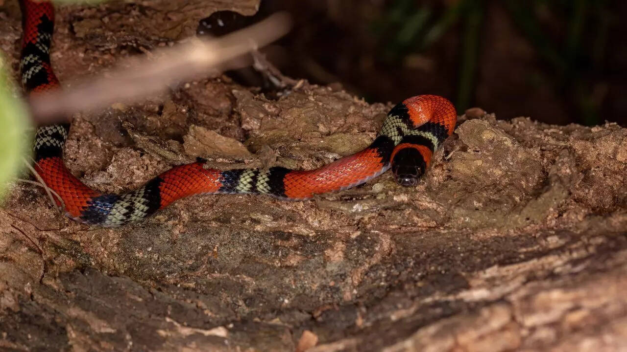 Coral Snake Mimics: Colour warning