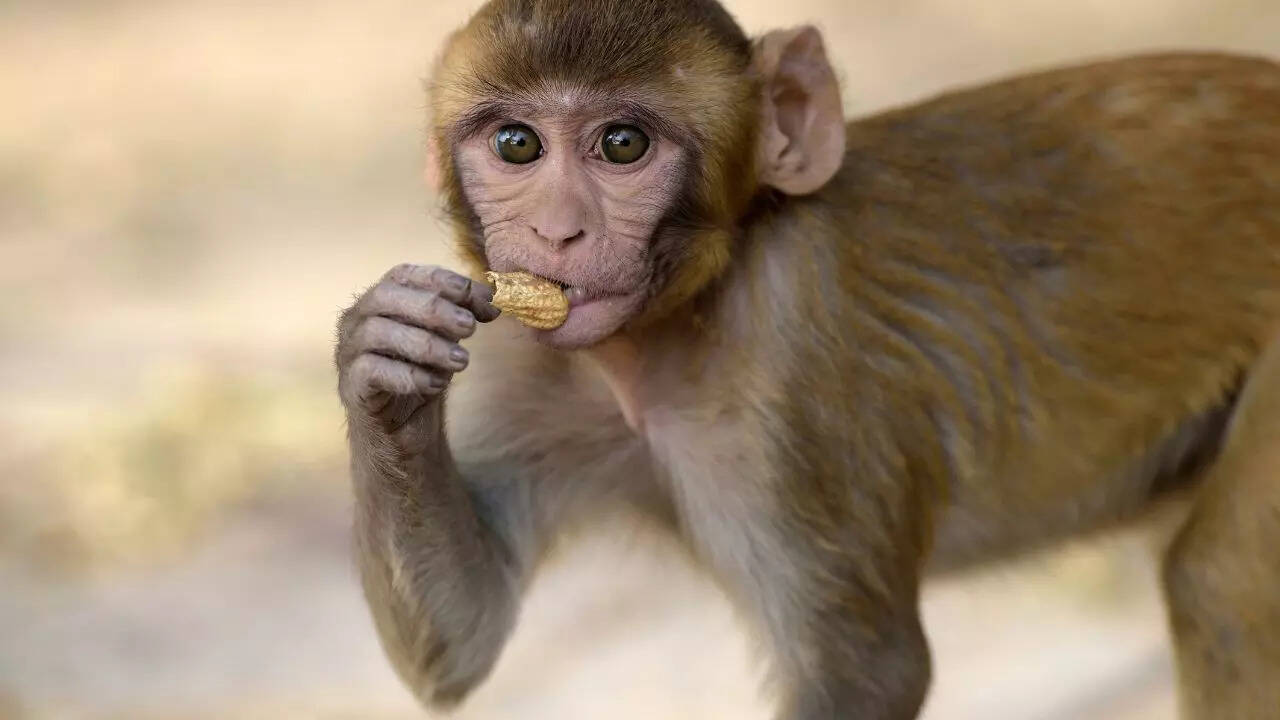 Monkeys