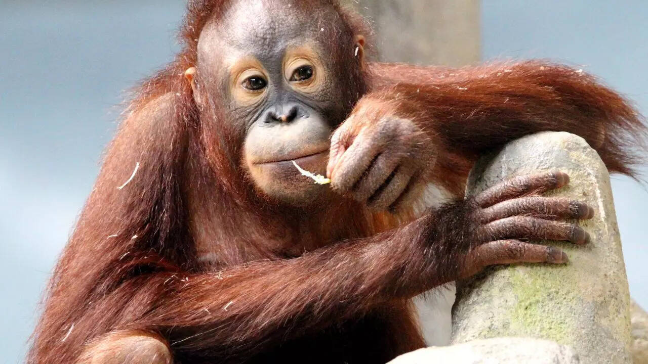 Apes