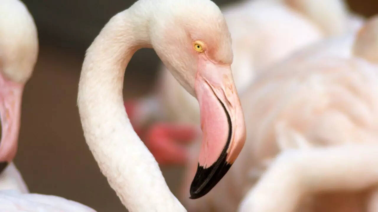 Greater flamingo