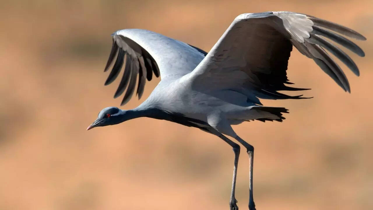 Demoiselle crane