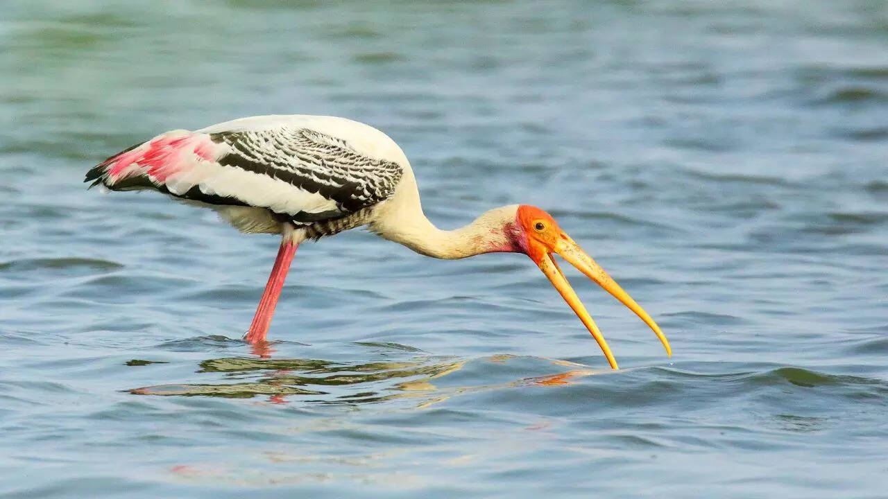 Painted stork