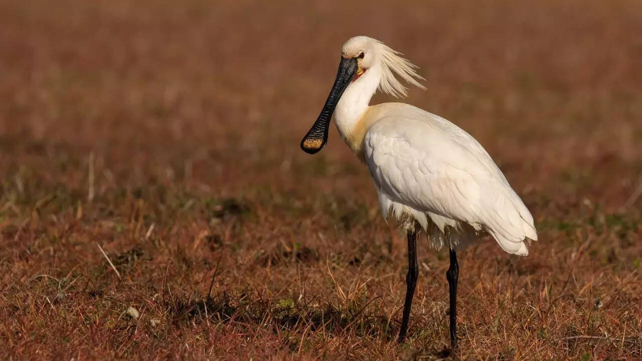Eurasian spoonbill
