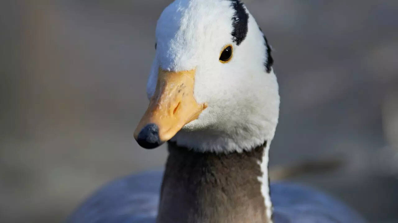 Bar-headed goose