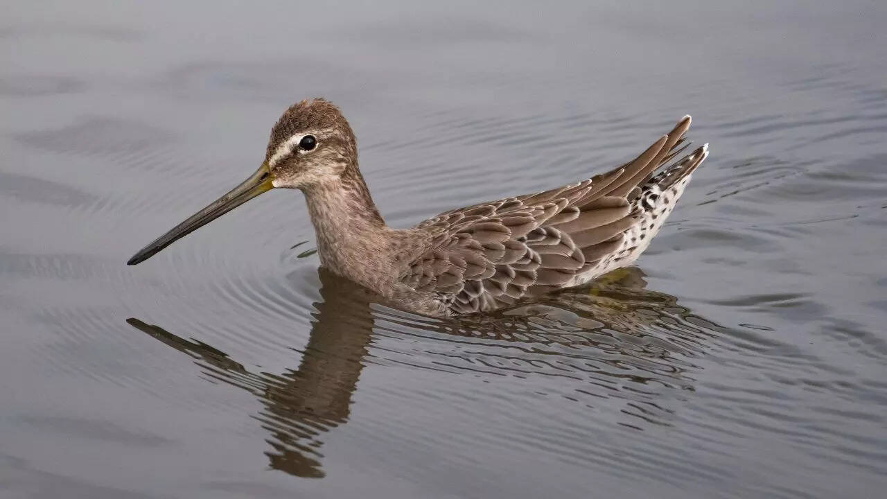 Curlew sandpiper