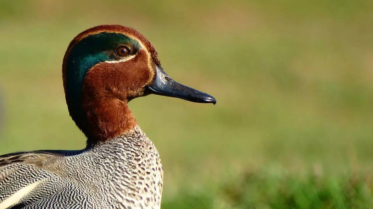Common teal