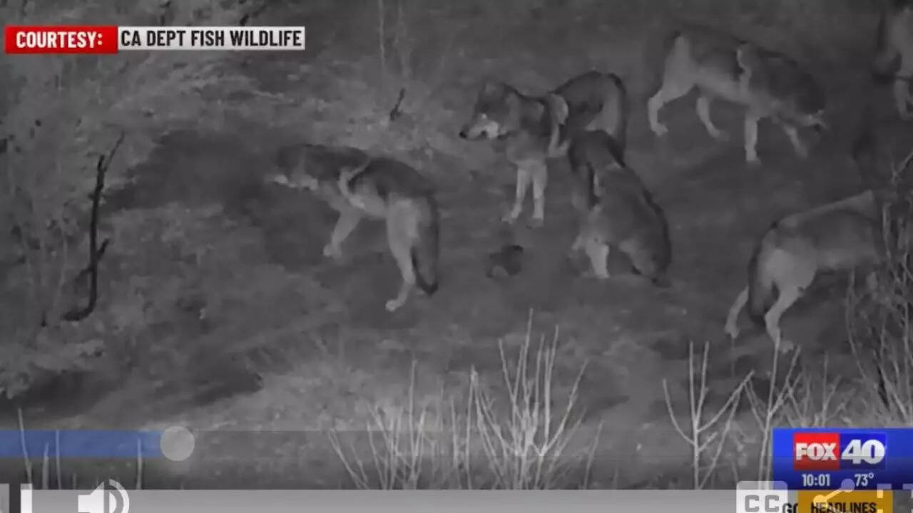 Using music to scare away wolves from cattle