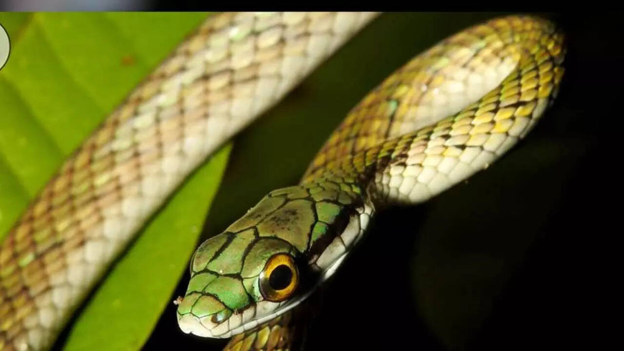 What makes this moustache snake so unique
