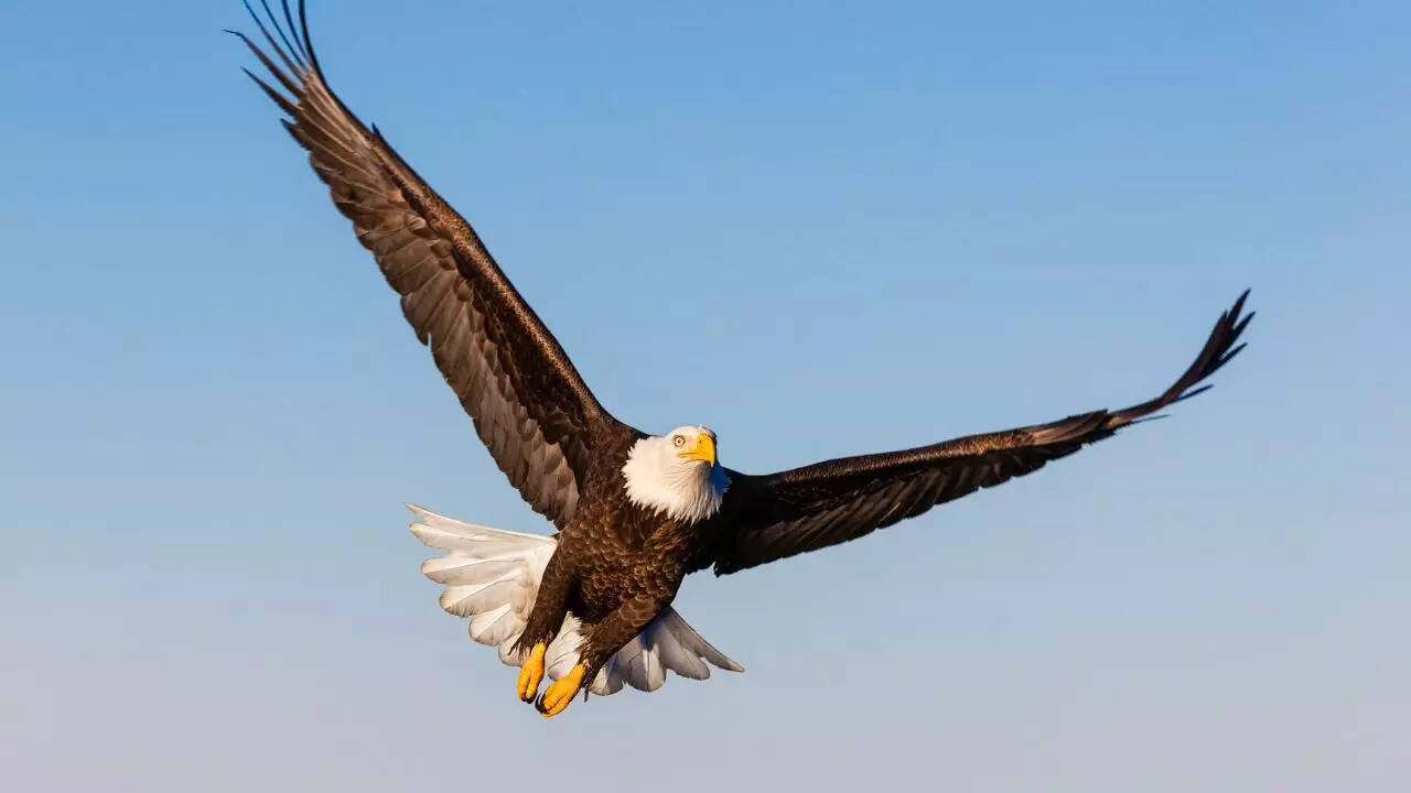 Difference in eagle and hawk hunting techniques: How size and diet shape their strategy