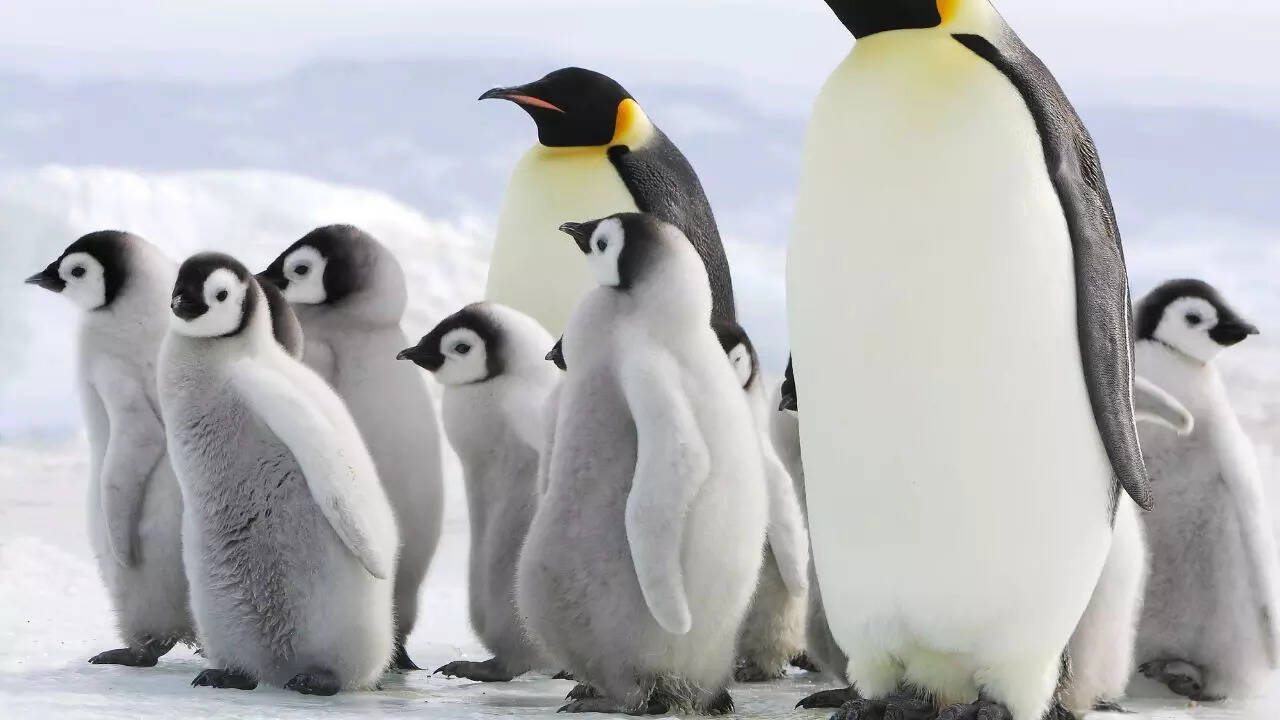 Penguins
