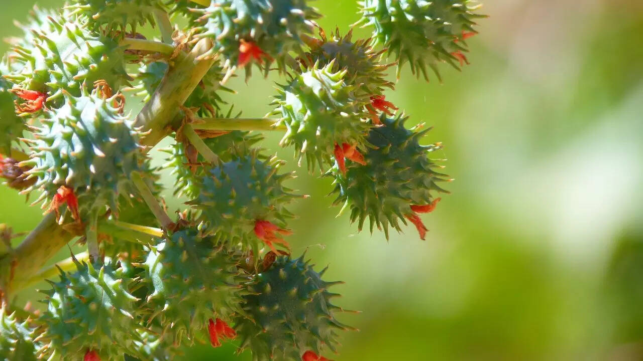 مصنع زيت الخروع (Ricinus Communis)
