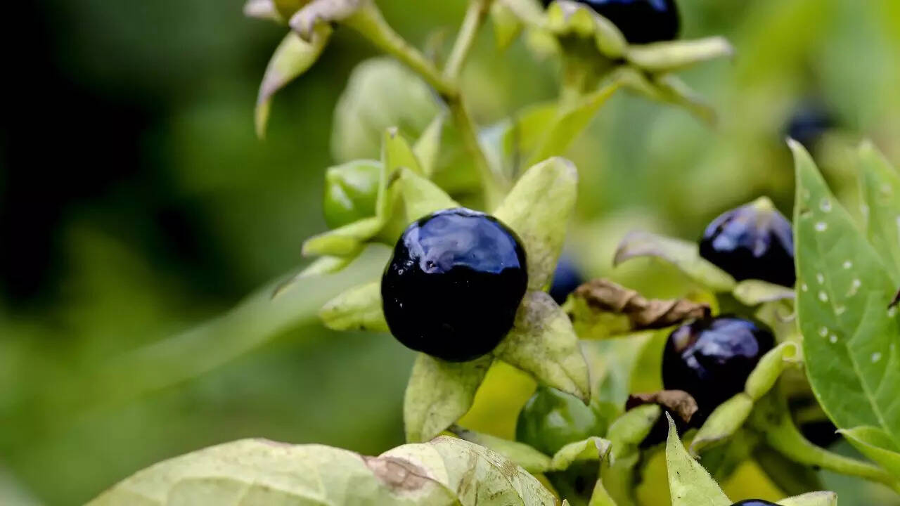 قاتلة Nightshade (Atropa Belladonna)