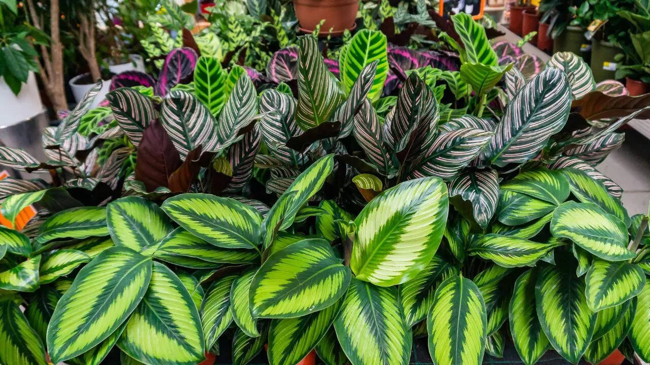 فوائد النباتات