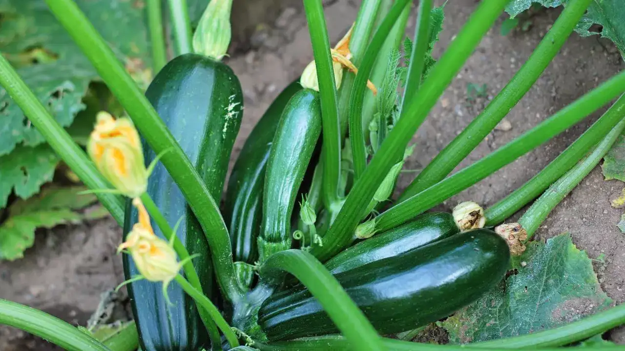 சீமை சுரைக்காய்