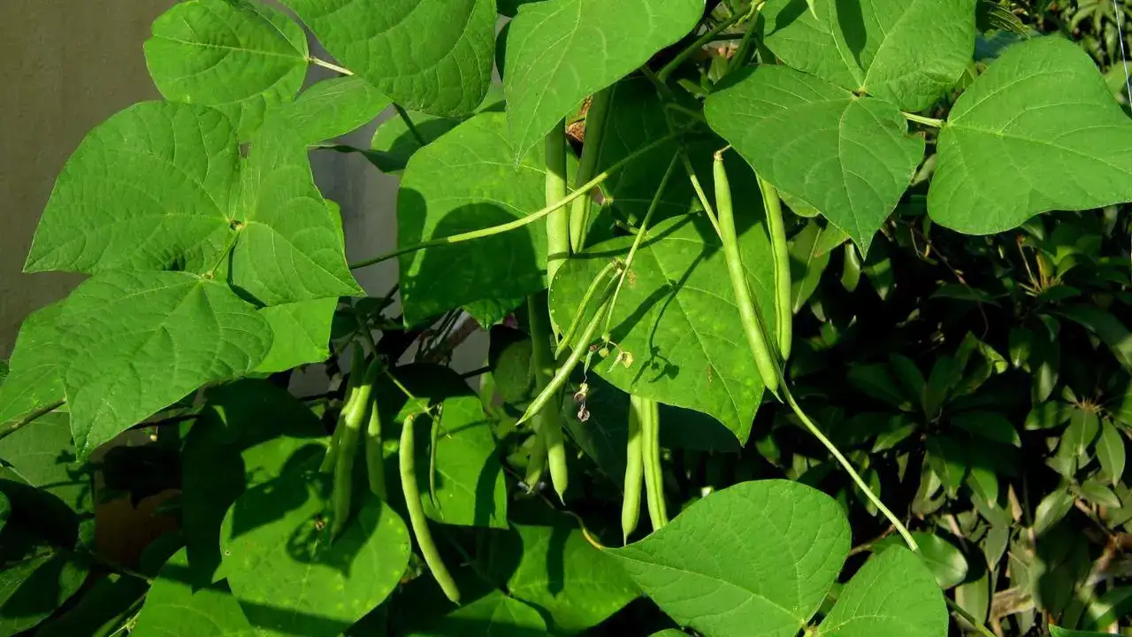 பீன்ஸ்
