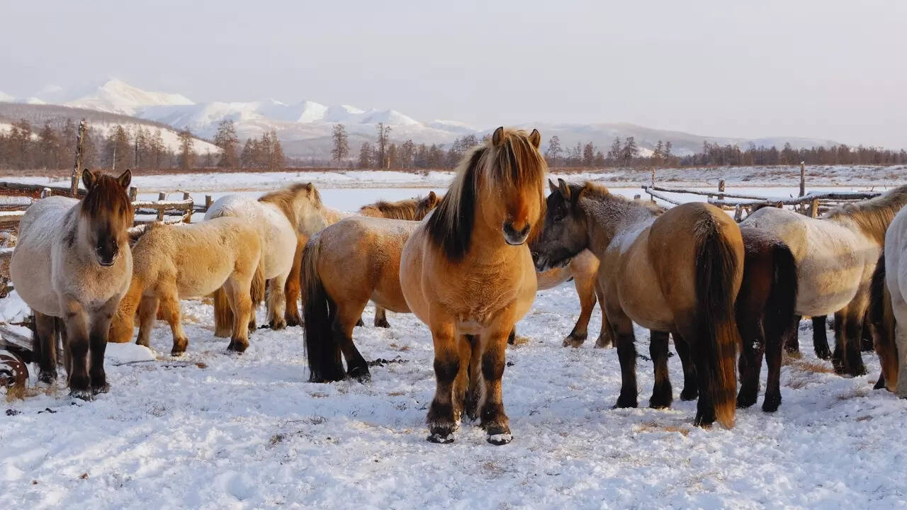 Yakut horses in Oymyakon
