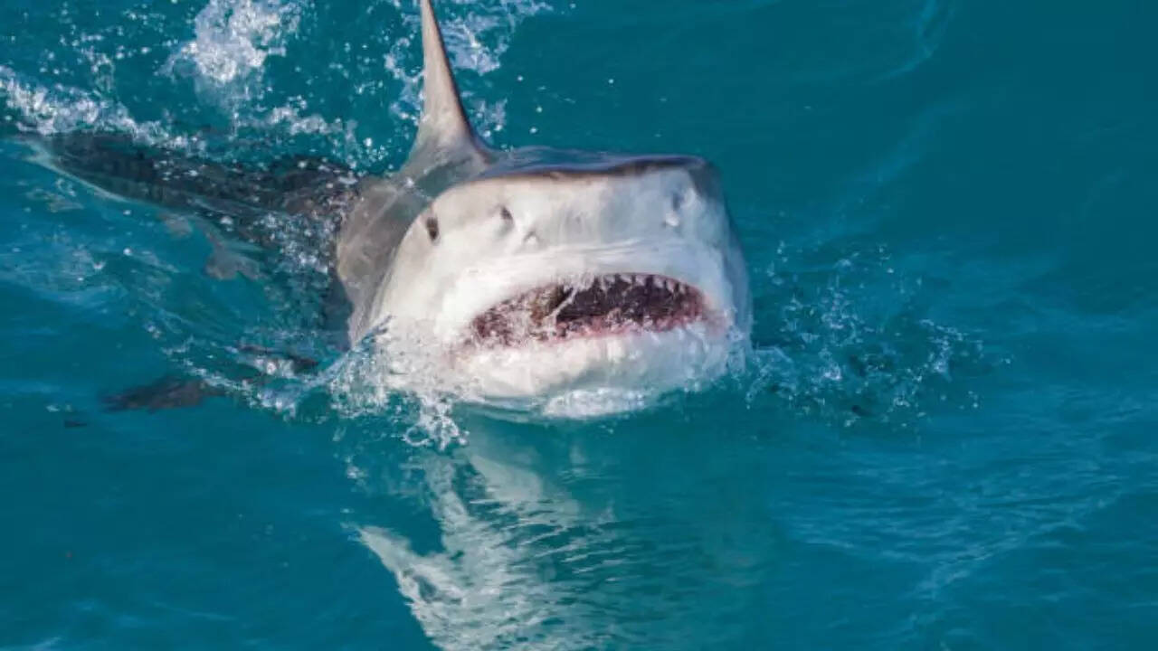How to look for sharks in water?