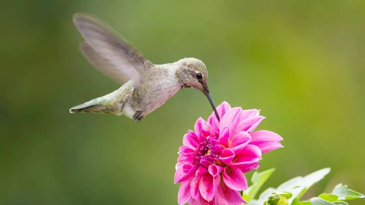 Humming birds have incredible memory