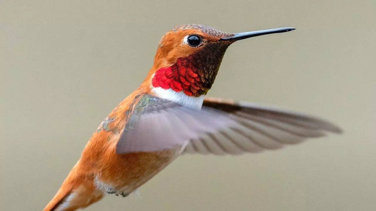 The smallest bird