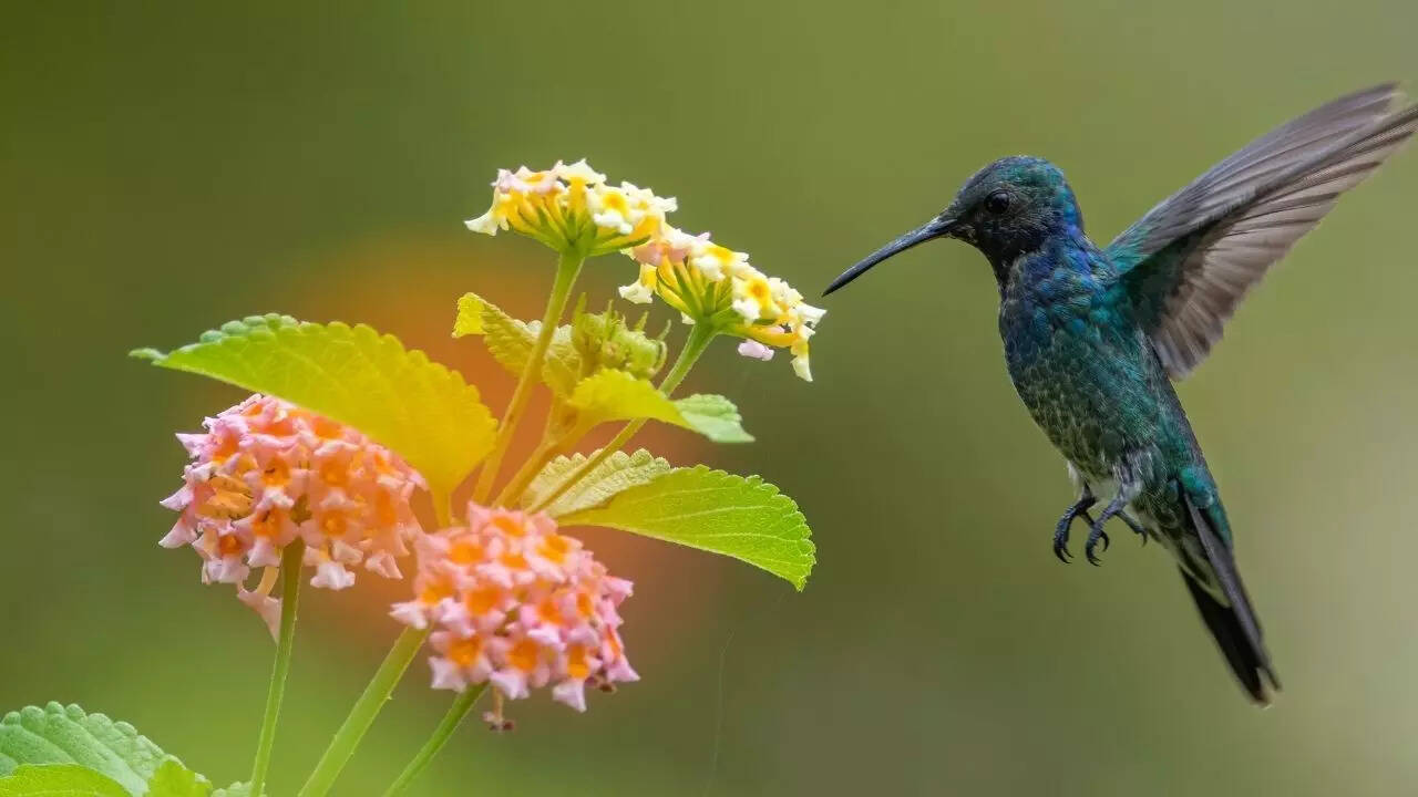 Incredible migratory journeys