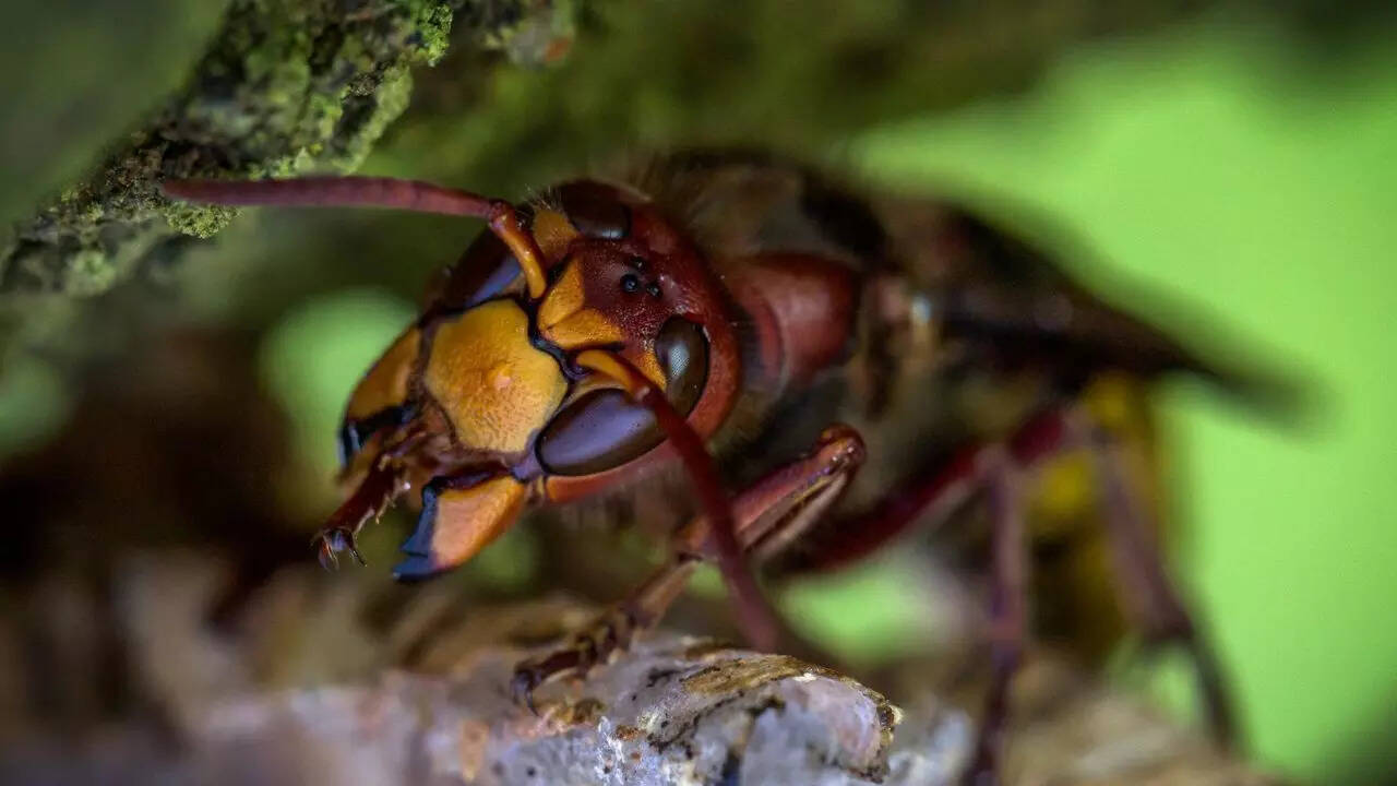 Asian Giant Hornet