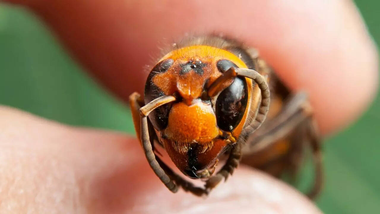 Asian Giant Hornet